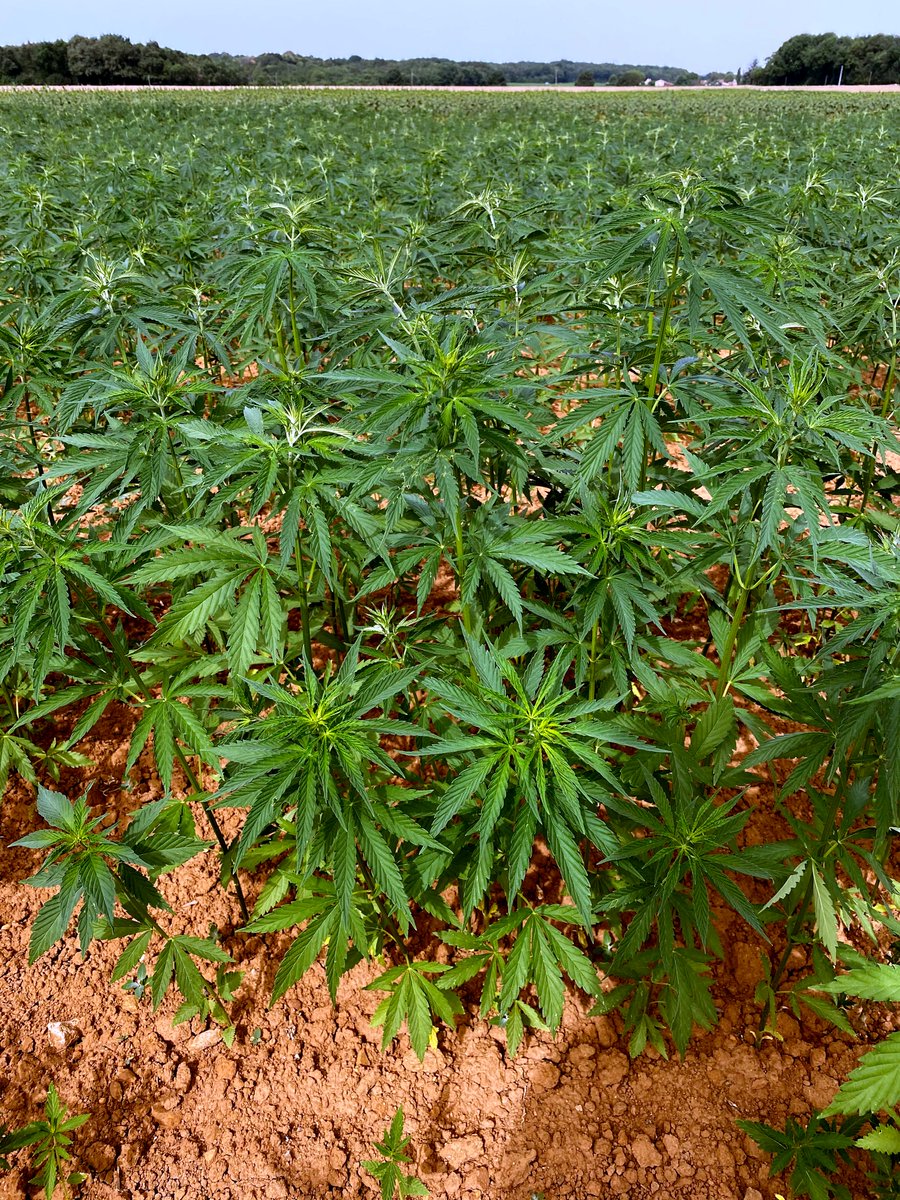 OcealiaGroupe's tweet photo. Avec Viridi Gallus, nous testons le #chanvre, sans THC, avec la production de graines pour alimentation humaine. 
En quelques mots, la filière chanvre Océalia, c'est : 
✅10 adhérents engagés sur 25 h de surfaces
✅Un projet innovant et local
✅Une culture économe en intrants https://t.co/KV6rnOvByb