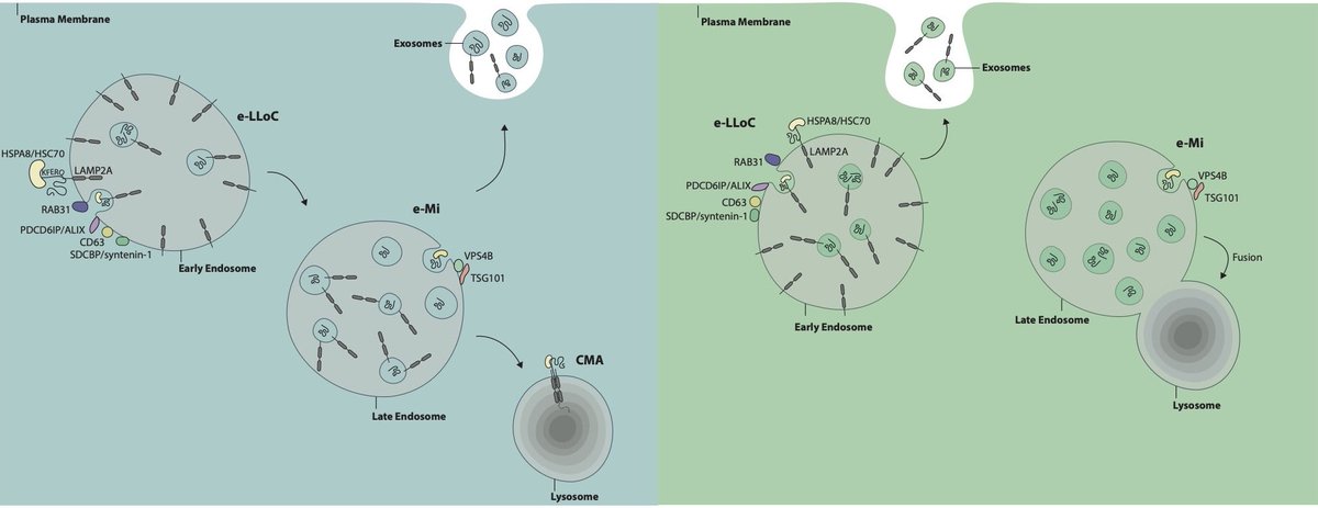 Meet exosomal LAMP2A loading of cargo (e-LLoC) in our new commentary paper @autophagy tandfonline.com/doi/abs/10.108…. We expand on the concept of <a href="/Exosomes/">Exosomes</a> biogenesis and protein loading by discussing our latest findings <a href="/ScienceAdvances/">Science Advances</a> science.org/doi/10.1126/sc…