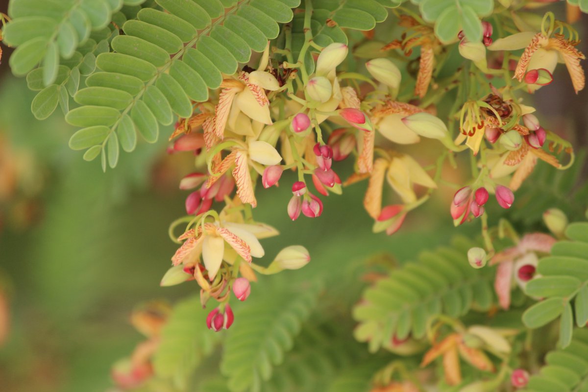 qutb_shahi_park's tweet photo. When the Arabs found a fruit in India - which had come to us from Africa - they called it Tamar-e-Hind or the dates from India. We call it imli, and immortalize it in famous songs. Come, and enjoy your day in the shade of the great tamarind tree at the #QutbShahiHeritagePark. https://t.co/MH8zfgKft6