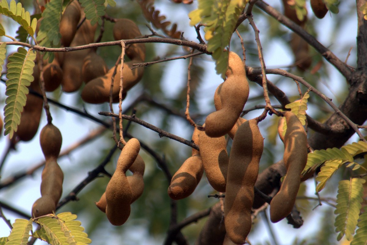 qutb_shahi_park's tweet photo. When the Arabs found a fruit in India - which had come to us from Africa - they called it Tamar-e-Hind or the dates from India. We call it imli, and immortalize it in famous songs. Come, and enjoy your day in the shade of the great tamarind tree at the #QutbShahiHeritagePark. https://t.co/MH8zfgKft6