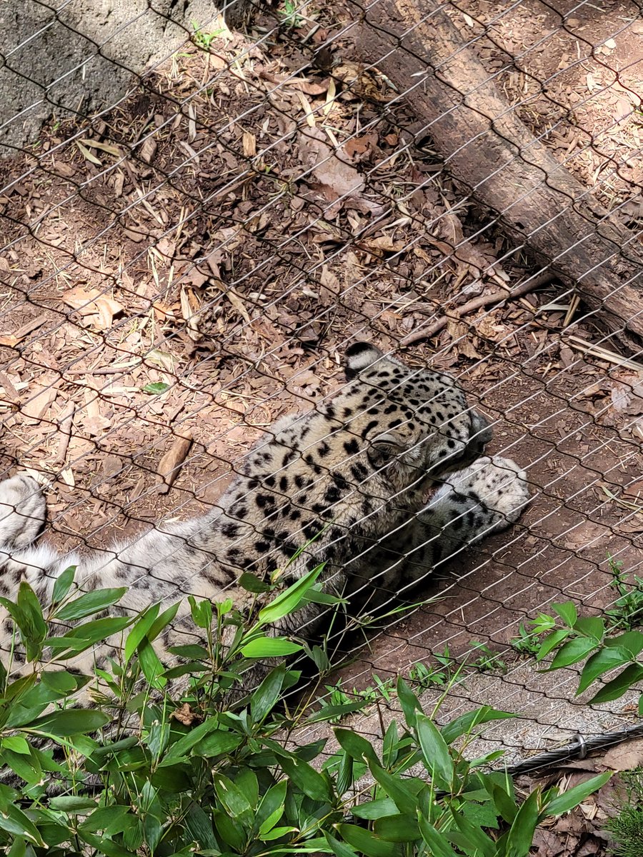 MrsBanjoThings's tweet photo. Snow leopard https://t.co/iHzeNd07YJ