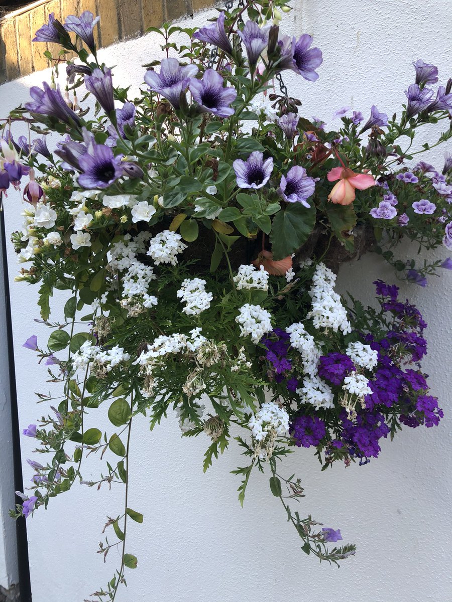 Fran Traxton tweet media