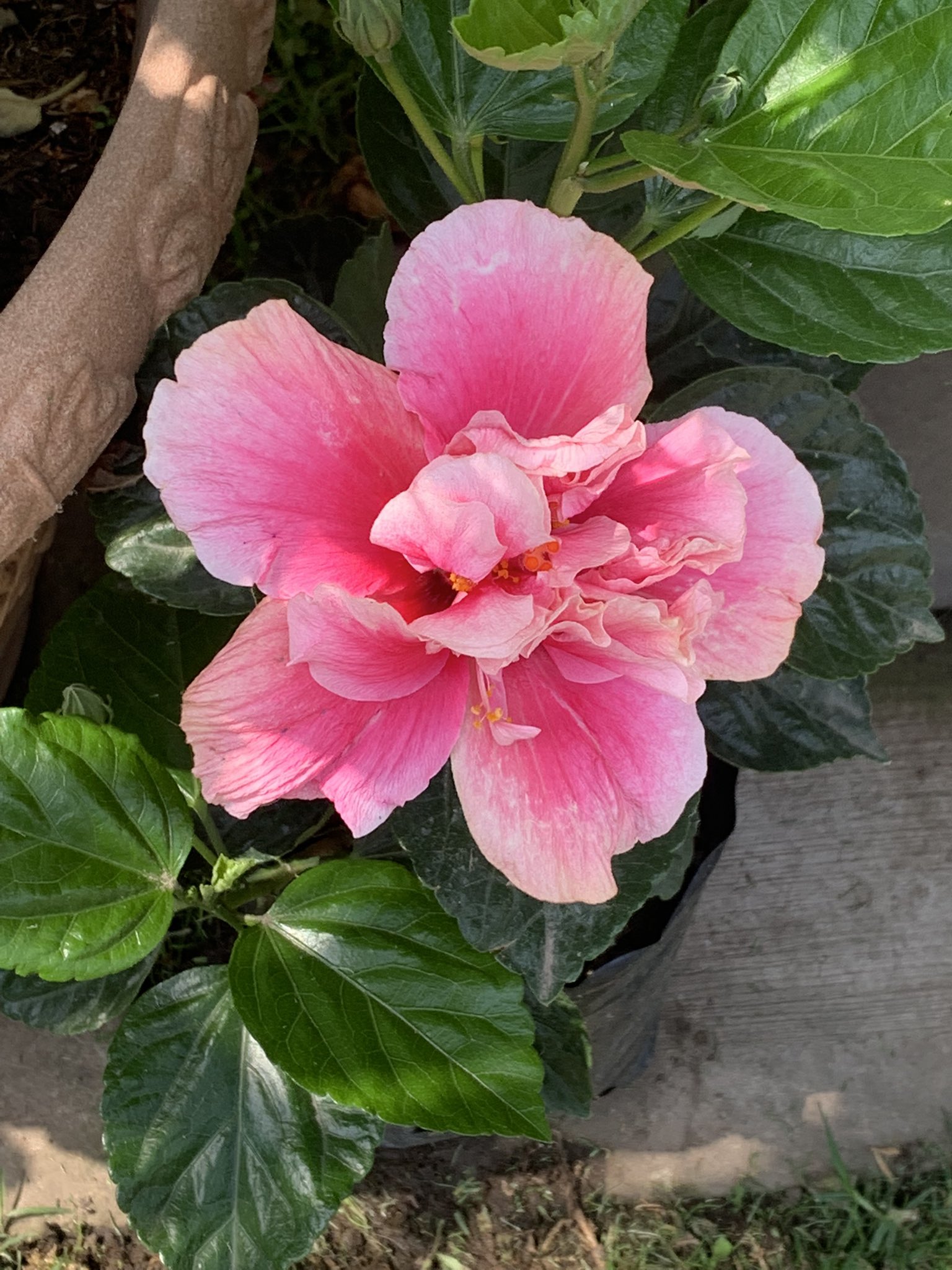  Happy birthday dear Anne Sophie Mutter!!! From your fan in Mexico!!! 