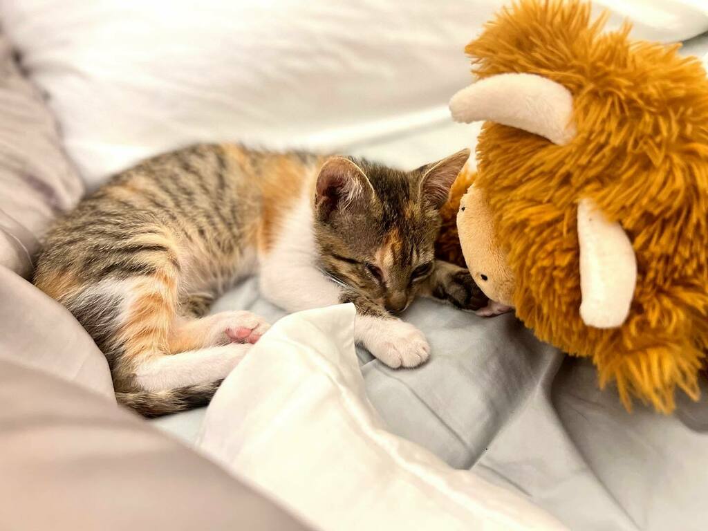 - THEIA -

Tis’ not a home without a cat 🐈 

This is Theia. She is named after the Goddess of Vision because she doesn’t have much herself. When I adopted her I was told she was blind, but even without the use of her eyes this little lady can see.

S… instagr.am/p/CfYwLncoeDg/