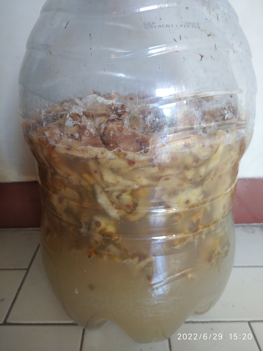 Excel_Dee's tweet photo. Jika ada cara yang lebih hemat, sama efektifnya dan membawa keuntungan bagi petani.. Dan kita bisa bikin pupuk atau pestisida, herbisida sendiri...Apakah masih mau membeli di toko pertanian...??? 

Tiru.. 
Bikin sendiri..
Sehatkan lahan &amp; Lingkungan
Ini amunisi buatan ku sendiri https://t.co/NyhpvSLQzK
