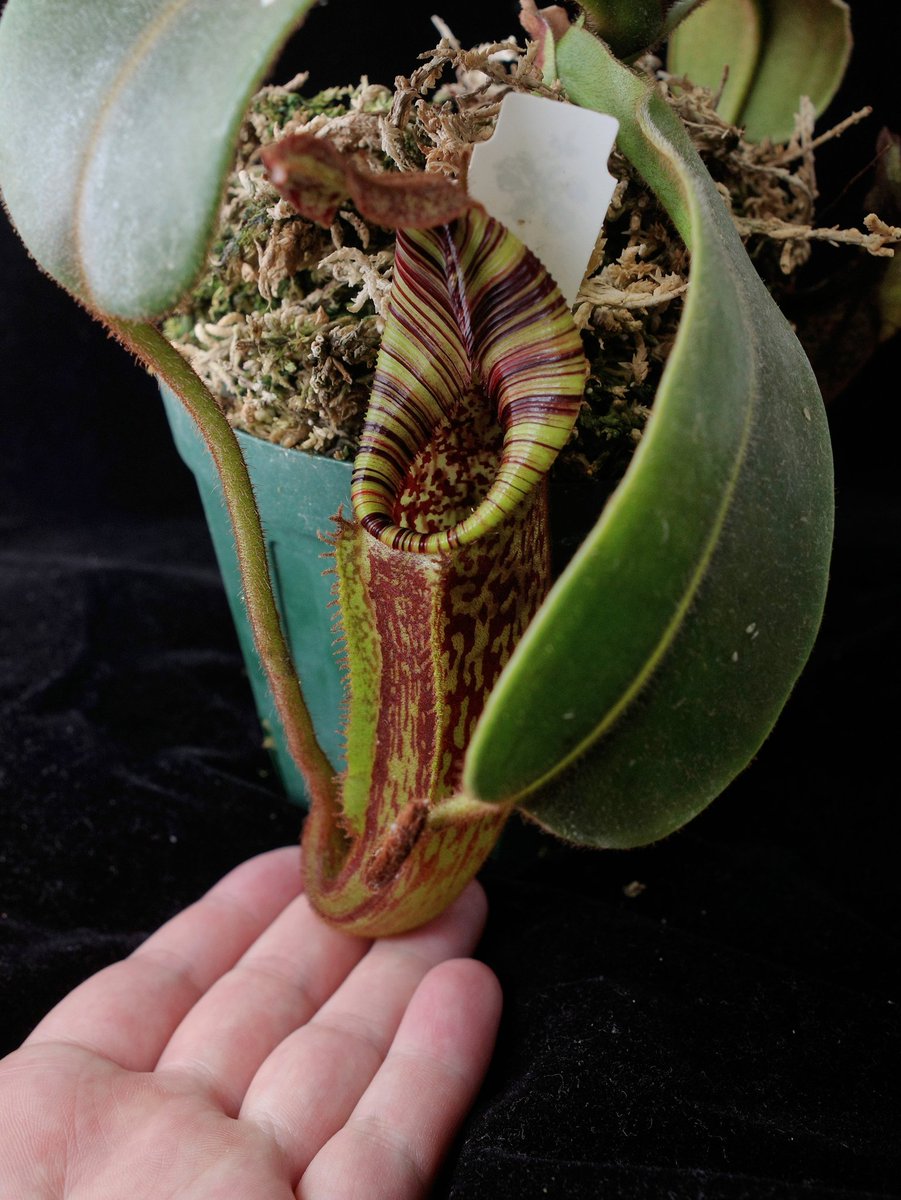 食虫植物N. mollis (ネペンテス モーリス)