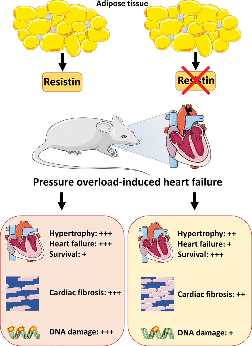 HanCardiomd's tweet photo. Targeting the adipose tissue: heart crosstalk in pressure overload-induced #HeartFailure
Targeting the downstream signaling of #resistin in heart protects the heart against cardiac fibrosis and #DNA damage-induced pathological cardiac remodelling
#HFrEF
https://t.co/tqaI2B4wB7 https://t.co/o5bNHUJbT3