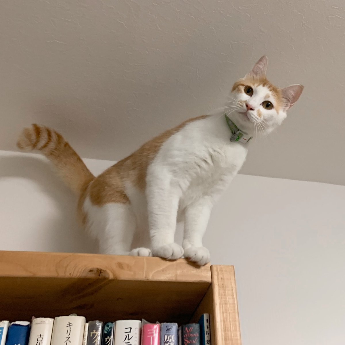 YukaAiAiA's tweet photo. チャイの好きな場所:#高所 本棚の上
Chai’s #favoriteplace : #somewherehigh #ontheshelf
#茶白猫 #猫 #cat #gatto #redtabbywhite #mixcat #redtabbywhitecat #mixcat #美猫 #catart #catlover #猫の居る暮らし #猫好きさんと繋がりたい #ねこ #猫がいる幸せ https://t.co/gv7XICkO8f