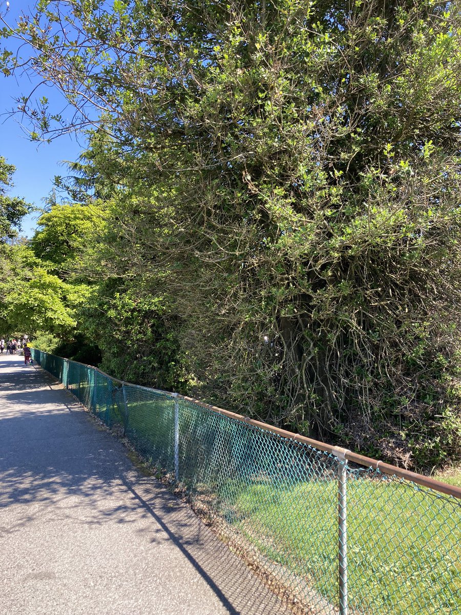 ParksBoardFacts on Twitter ".ParkBoard are all these trees coming