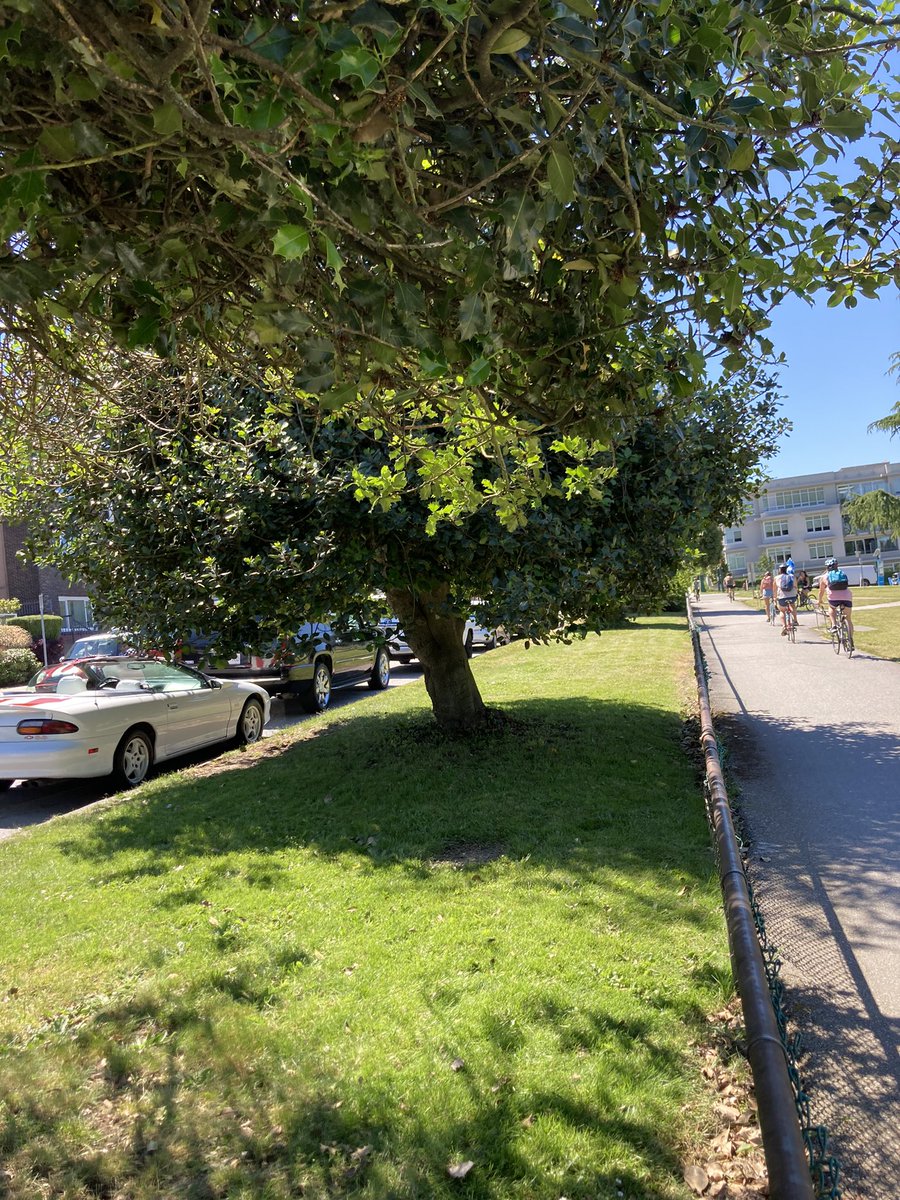 ParksBoardFacts on Twitter ".ParkBoard are all these trees coming