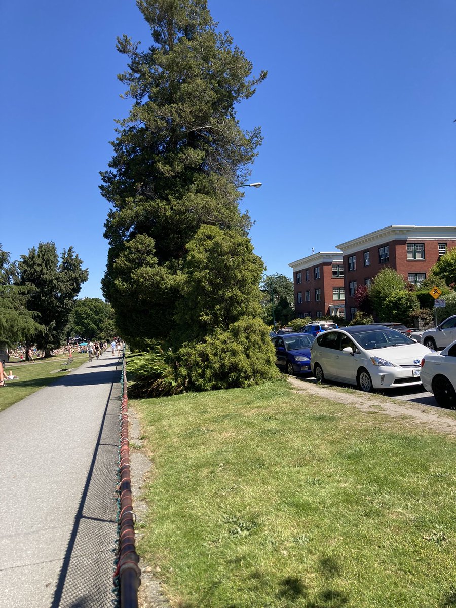 ParksBoardFacts on Twitter ".ParkBoard are all these trees coming