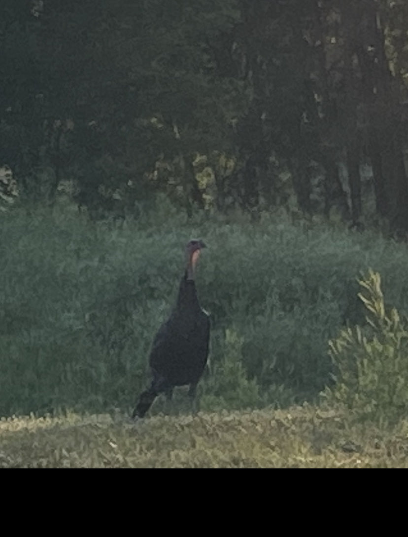 caplansteve's tweet photo. My early rising neighbor across the street #nebraskanature https://t.co/gpdhUnb0IF