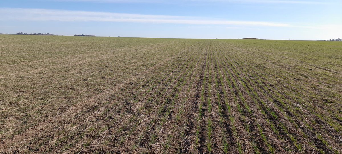 Integral Agropecuaria SRL tweet media