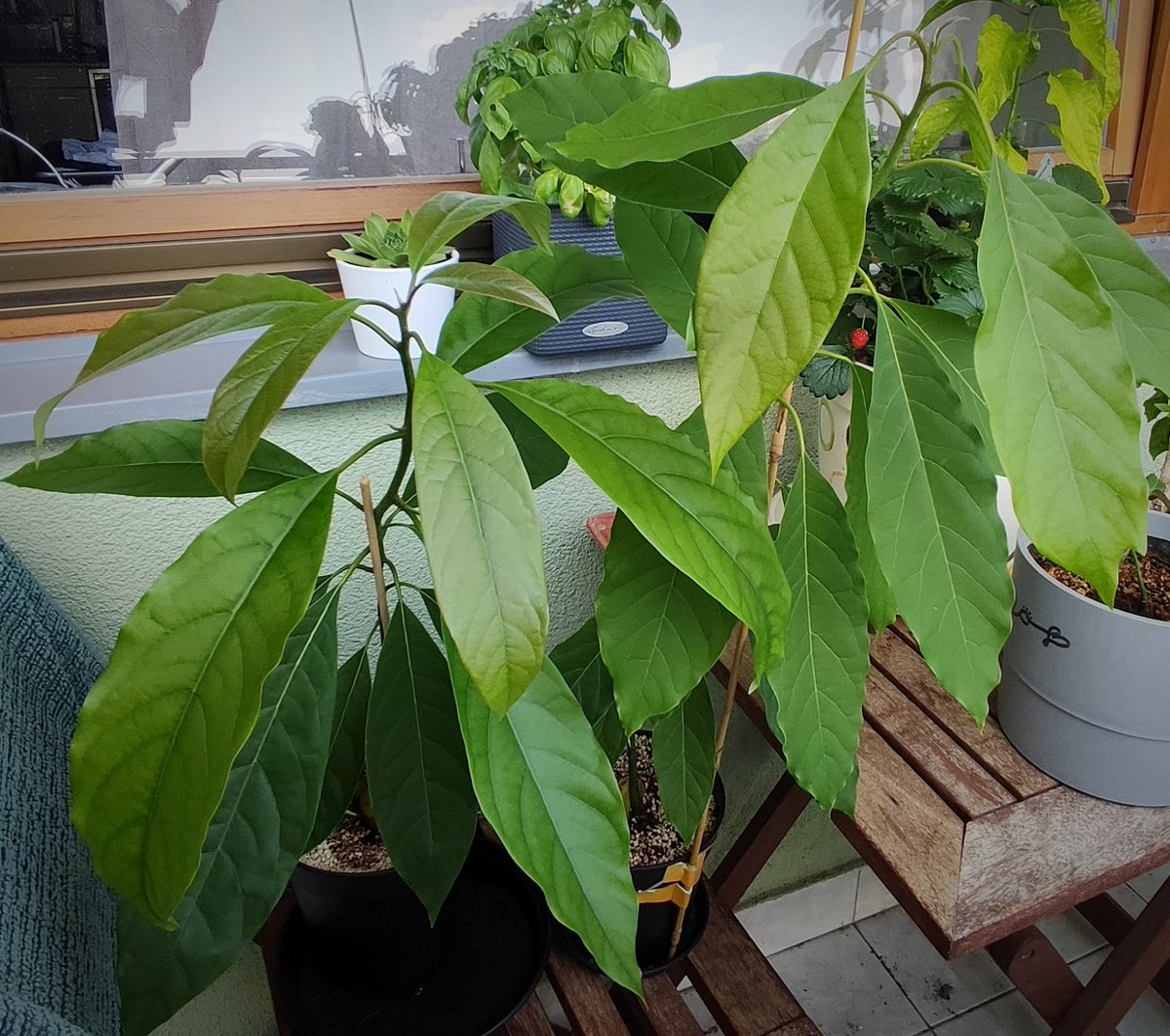 kmotra_liska's tweet photo. Dlouho jsem neaktualizovala #losAvocados a #MiniMango:
Jsou všichni tři už stále na balkoně a moc se jim to líbí: chuderka mangovníček konečně trochu povyrostl a nemusím ho fotit na makro režim 😅 (zimní pecka, no) a avokádovníky začínají poskytovat kvalitní stín 😅 https://t.co/K3ZDgRvz5V