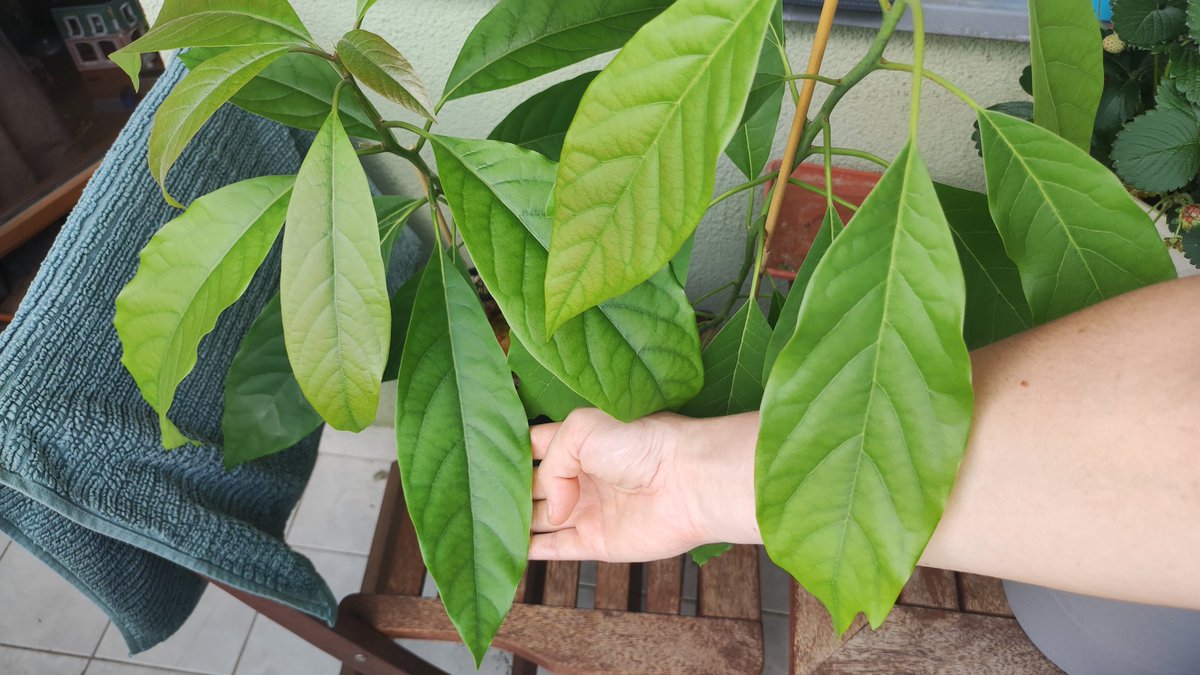 kmotra_liska's tweet photo. Dlouho jsem neaktualizovala #losAvocados a #MiniMango:
Jsou všichni tři už stále na balkoně a moc se jim to líbí: chuderka mangovníček konečně trochu povyrostl a nemusím ho fotit na makro režim 😅 (zimní pecka, no) a avokádovníky začínají poskytovat kvalitní stín 😅 https://t.co/K3ZDgRvz5V