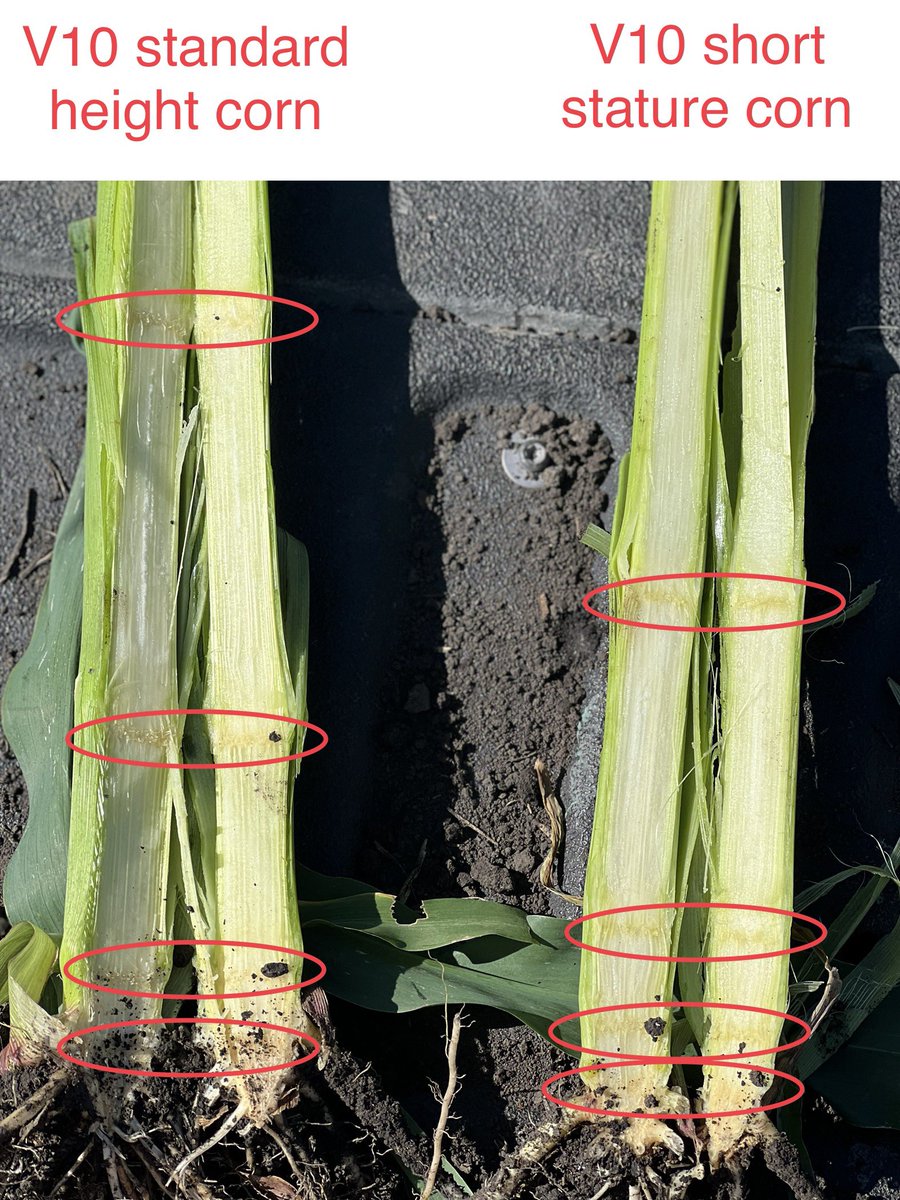 MillennialAgron's tweet image. Short corn hybrids have been showing their height differences the past couple weeks! Look at the compaction of nodes!

This farmer was able to sidedress nitrogen on the short corn a whole week later, compared to the standard height corn! @BayerTraits #ShortCorn #SmartCornSystem