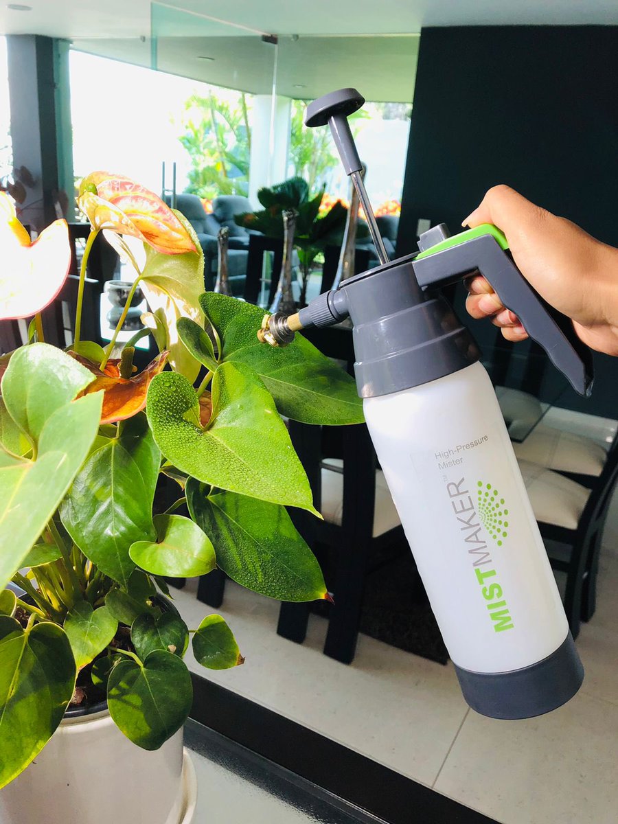 MistMaker_'s tweet photo. Cleaning leaves 🍃 
#planttwitter #gardening #WednesdayMotivation https://t.co/1DGFwTiPJi