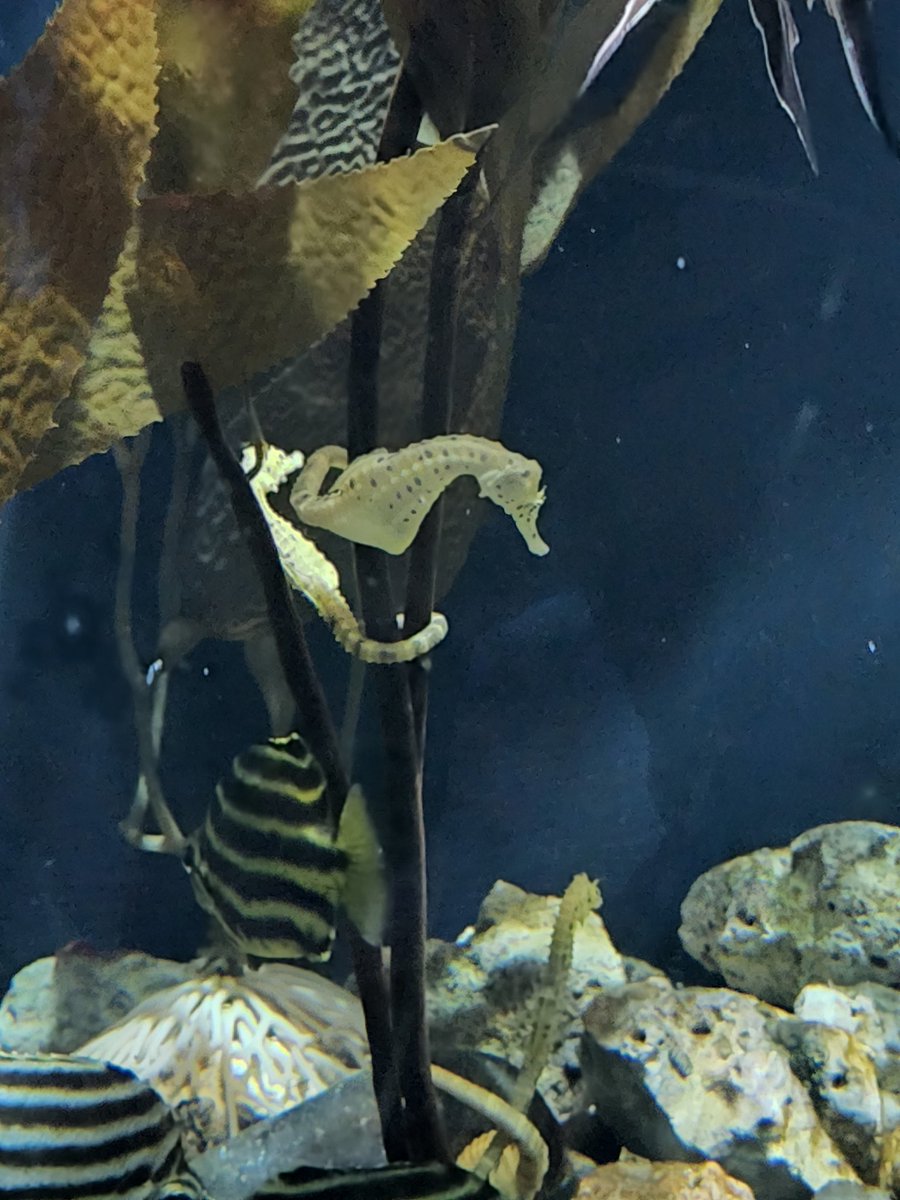 crocutamatata's tweet photo. Among many other aquatic creatures @OmahaZoo, I had an awesome time observing the dragon eel! Here's even more aquarium pics!
#aquarium #fish #zoos #omahazoo #zoochat https://t.co/flpUHgRcgm
