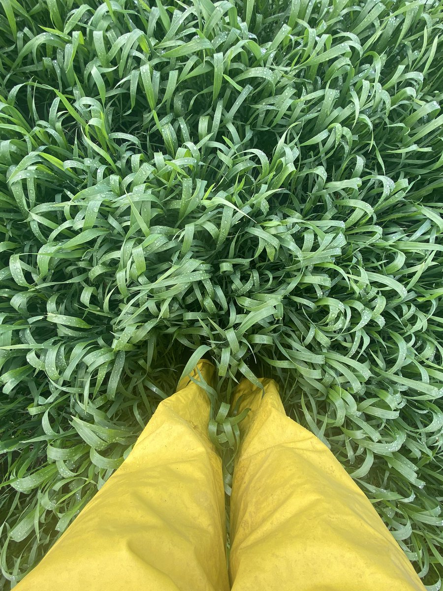 Is it too wet so spray? If I am wearing my rain pants, yes, very much so 

#agronomy #scout22 #fungicide