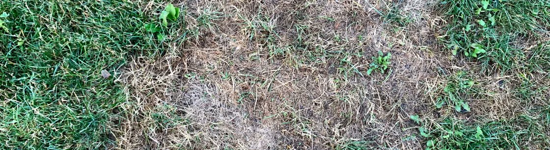 RickVernmillion's tweet photo. What do you do with yard areas where grass won’t grow?
#lawncare #landscaping #lawn #lawnmaintenance #landscape #grass #lawncarelife #gardening #lawnservice #lawnmowing #mowing #lawnmower #lawncareservice #landscapedesign #landscaper #stihl #grasscutting 
https://t.co/uILziPJtCy https://t.co/xK9TpRbm5z