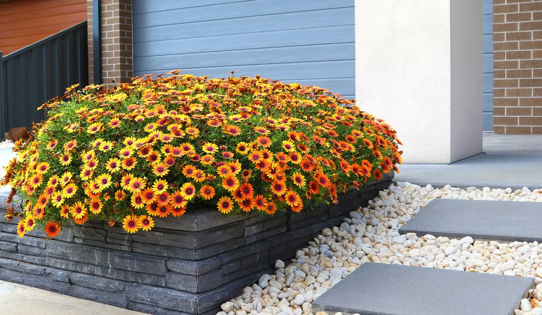 RickVernmillion's tweet photo. What do you do with yard areas where grass won’t grow?
#lawncare #landscaping #lawn #lawnmaintenance #landscape #grass #lawncarelife #gardening #lawnservice #lawnmowing #mowing #lawnmower #lawncareservice #landscapedesign #landscaper #stihl #grasscutting 
https://t.co/uILziPJtCy https://t.co/xK9TpRbm5z