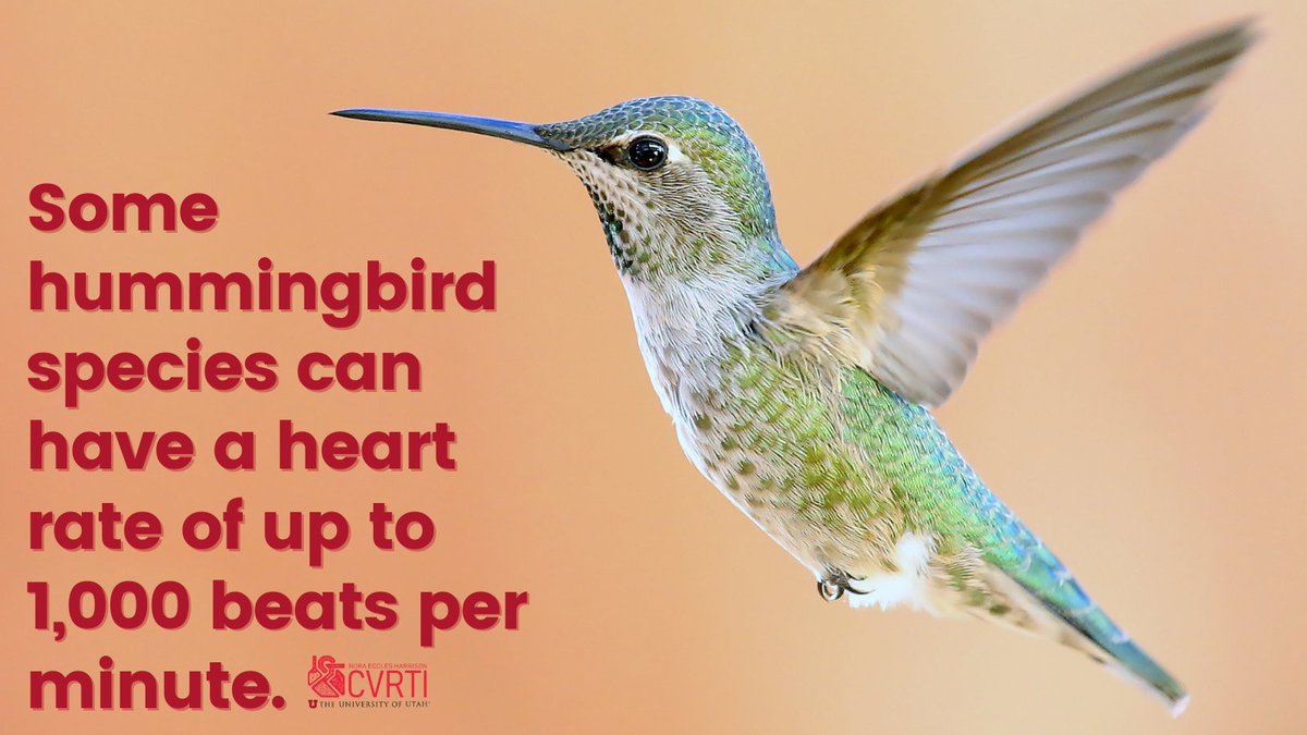 NEH_CVRTI's tweet photo. Today's #heartfact is tiny but impressive—just like a hummingbird! 💪❤️

#hearthealth #cardiovascular #research #cardiovascularresearch #cardiovascularhealth #heartdisease #utah https://t.co/9Xhfrs7nL4