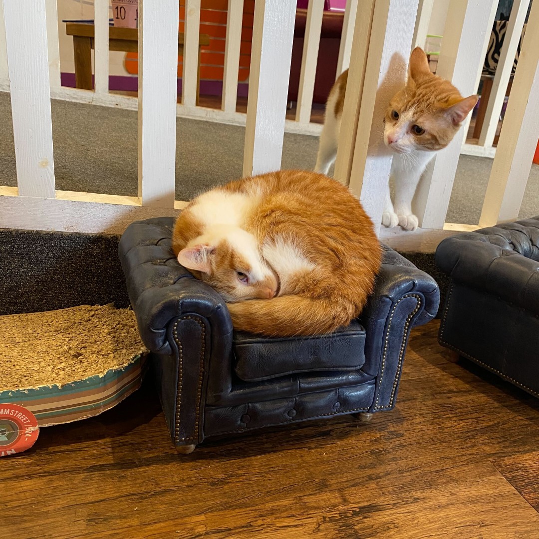 KittyCafeUK1's tweet photo. Whisker Wednesday! Danny is looking at Peaches in absolute astonishment she's managed to fit herself on the tiny chair!
#Nottingham #Nottinghamuni #Nottinghamlife #kittycafe #cats #catsofinstagram #Danny #Peaches https://t.co/5wAmNDDsS0