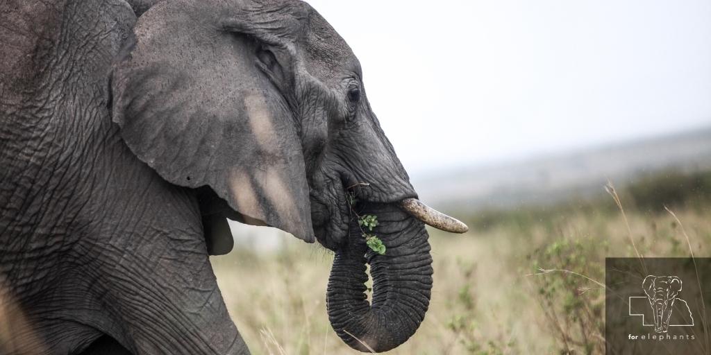 ForElephants_'s tweet photo. How much do elephants eat and what does their diet consist of? Read today’s blog to find out!

https://t.co/u4SkZMK0fO  

#Elephants #ElephantDiet https://t.co/k44QgfsypY