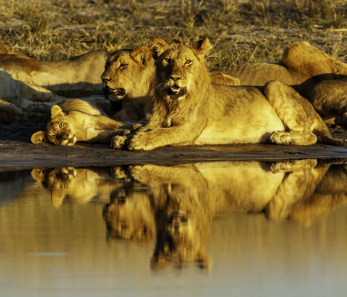 Few animals can do absolutely nothing as spectacularly as #lions