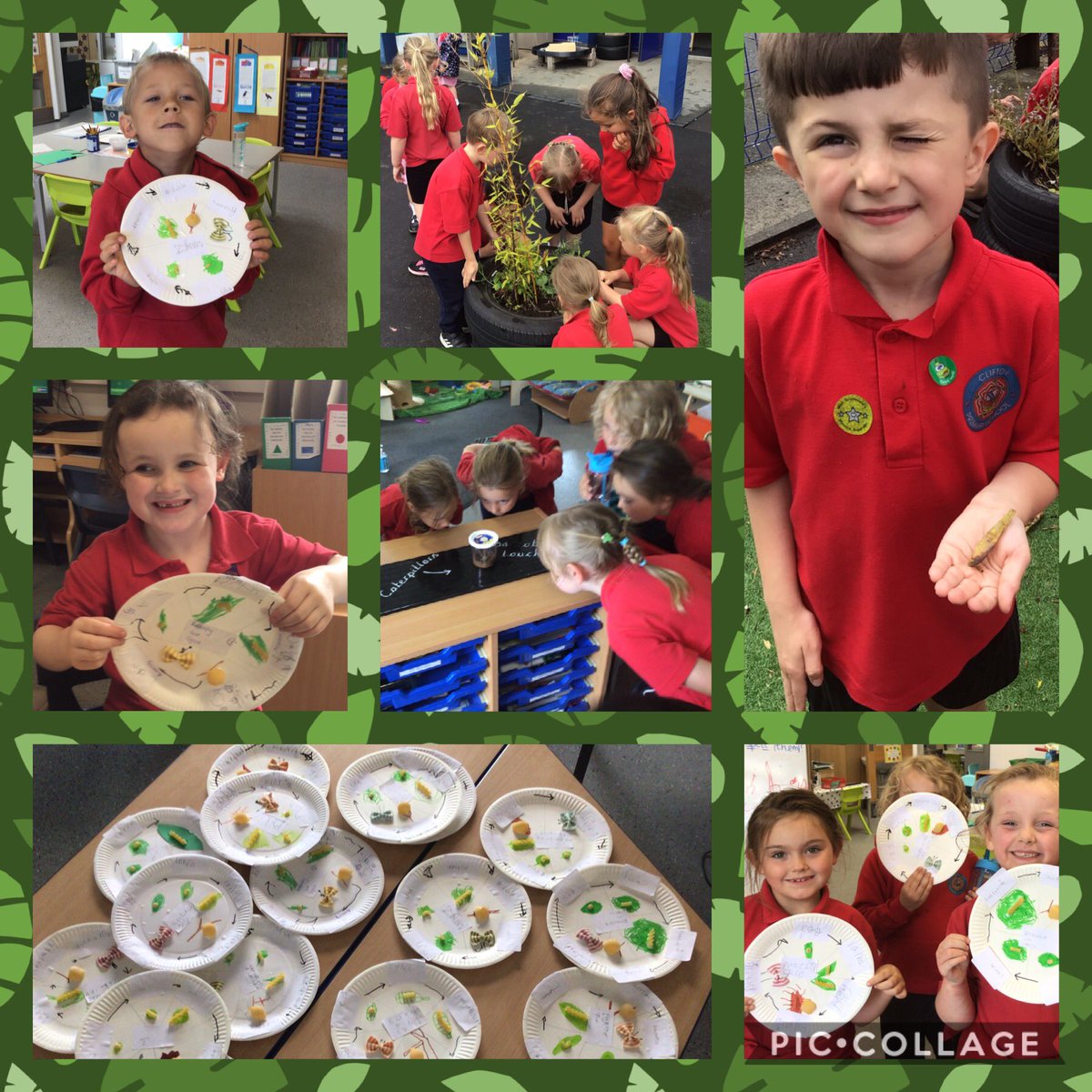 ClassClifton's tweet photo. Today we learnt about the butterfly life cycle and made our own using different types of pasta, to represent each stage. Don’t they look great! When we went outside to play we found some caterpillars. We checked on class caterpillars, we discovered they had turned into chrysalis! https://t.co/cxqPdFAbAX