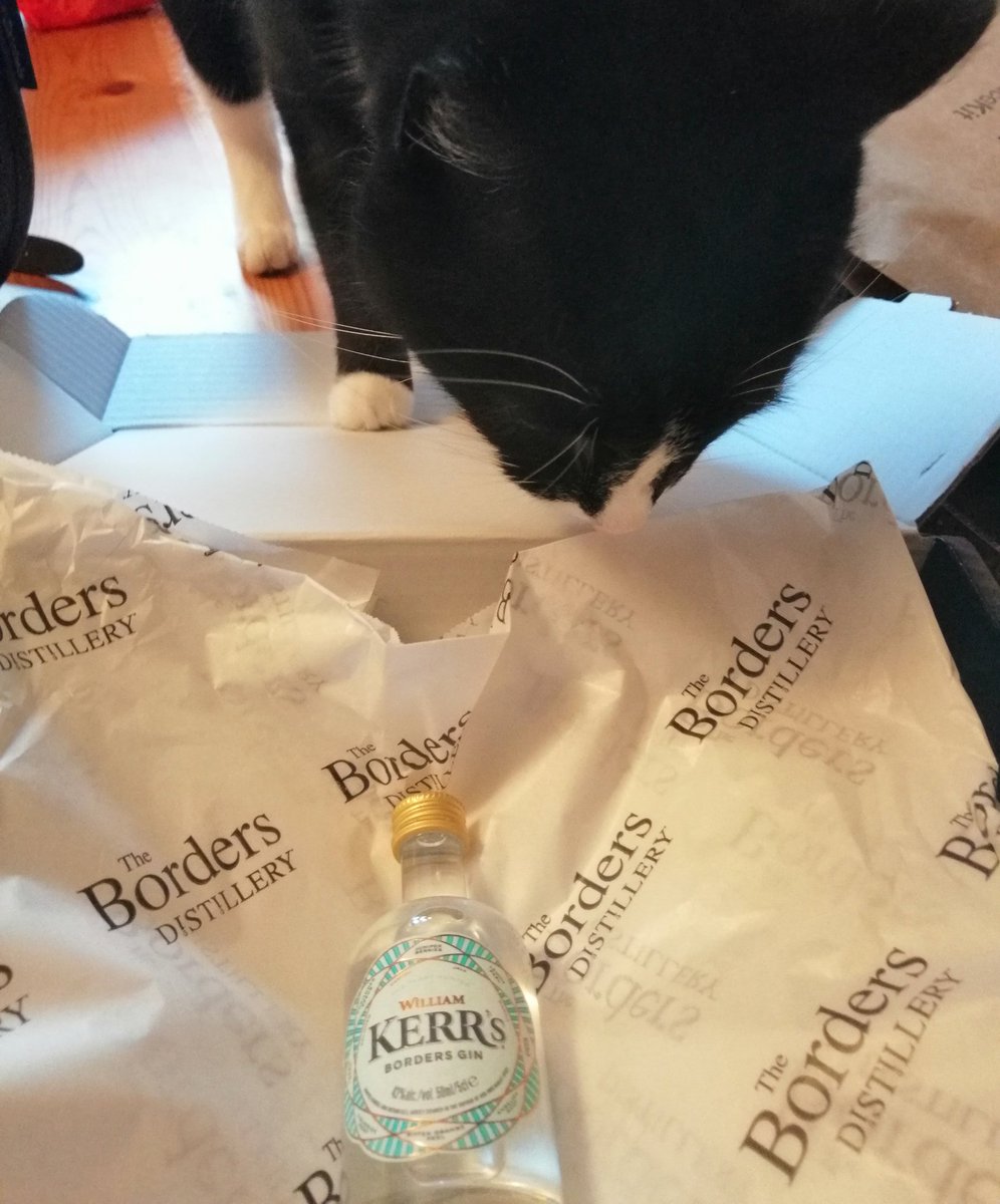 MashtunandMeow's tweet photo. Just an hour to go til we find out what's in our secret #KerrsGin bottle with @TheWhiskyWire! Little #GinCat is definitely curious! https://t.co/B76Q7VumRX