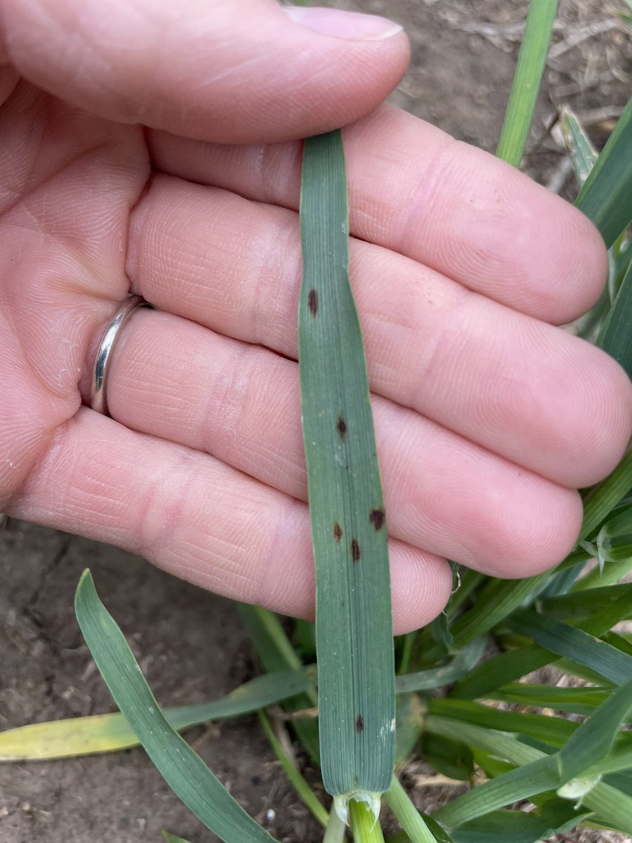 RaymeFrohaug's tweet image. Barley near Biggar ready for #MiravisNeo to protect the flag leaf and help it reach its full potential. #morebeer #fieldperformance @syngentacanada