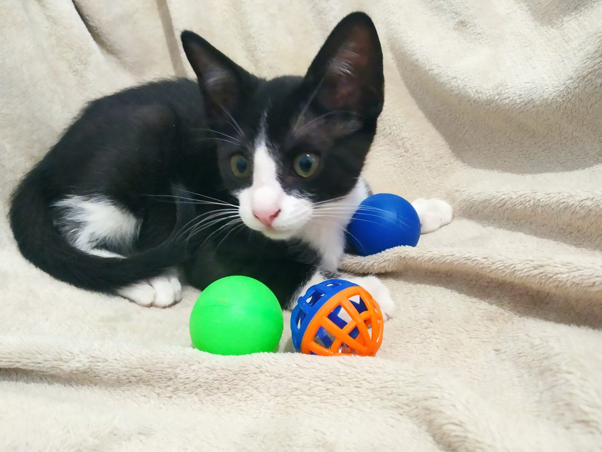 Yaky tiene dos meses y medio y como sus hermanos busca una familia
Yaky es curioso y muy inteligente además de precioso ❤️
Sevilla
663 96 95 66