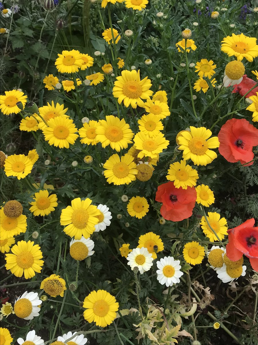 Just a packet of seeds  - corn marigolds in our town #wildlife #garden