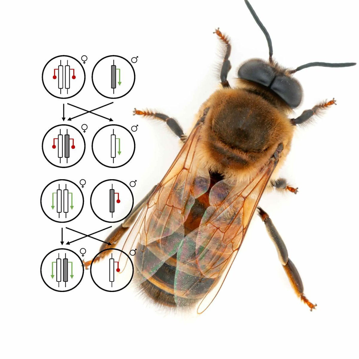 GBE (Genome Biology and Evolution) (@genomebiolevol) on Twitter photo This month brings two new studies (one empirical, one theory) on the evolution of arrhenotokous species from <a href="/ADapperGirl/">Amy Dapper</a> <a href="/slates03/">Garett Slater</a> and @Harpur: buff.ly/39Tm0e5 and buff.ly/3P3shTt (Image: Alex Wild, alexanderwild.com) This month brings two new studies (one empirical, one theory) on the evolution of arrhenotokous species from <a href="/ADapperGirl/">Amy Dapper</a> <a href="/slates03/">Garett Slater</a> and @Harpur: buff.ly/39Tm0e5 and buff.ly/3P3shTt (Image: Alex Wild, alexanderwild.com)