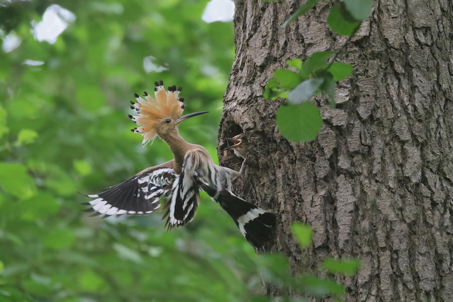 In het Leenderbos heeft een paartje hoppen minimaal twee jongen uitgebroed. En dat is bijzonder, want het is pas het vijfde hopnest in Nederland in bijna vijftig jaar. bit.ly/3a3hJoq