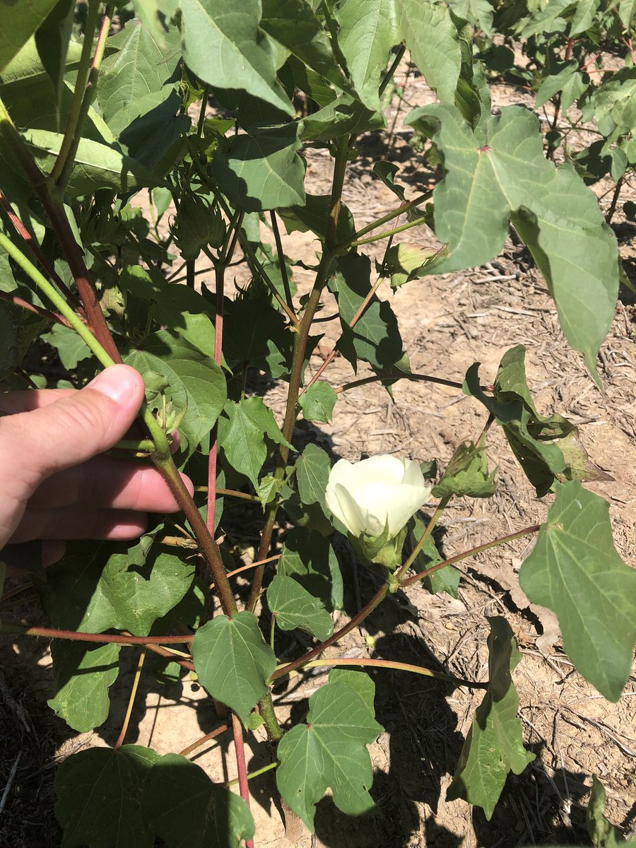 Planted April 29th, bloom on node 5.  Don’t have many acres like this but happy to have held a bloom on the 29th of June this year.