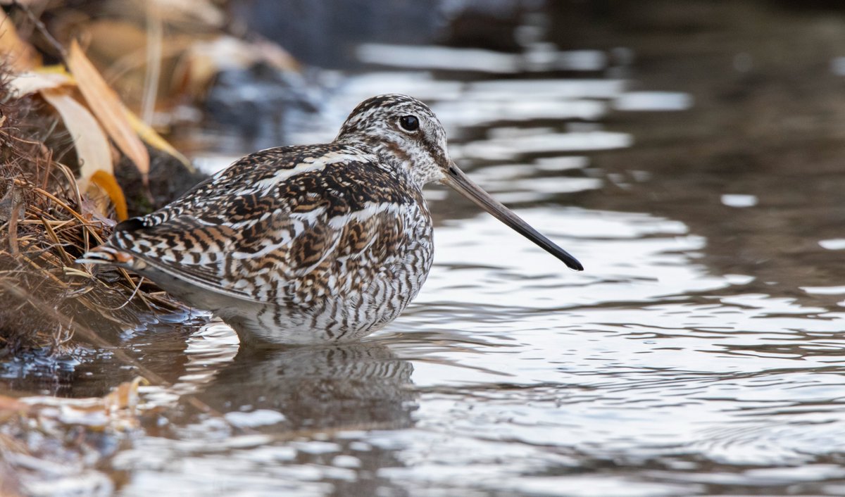 Bhutan Bird Finder (Birding in Bhutan) tweet media