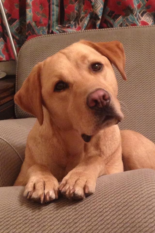 BethanyPrashar's tweet photo. Sad day today. Saying our goodbye to the lovely Guide Dog Mr T. 
He has sadly been diagnosed with Cancer. Thank you for being a very happy yet greedy pup! You will be missed. 🐾 💔 https://t.co/BuKfuq0LjS