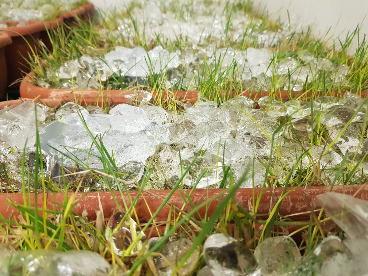 Olga Gavrichkova tweet media