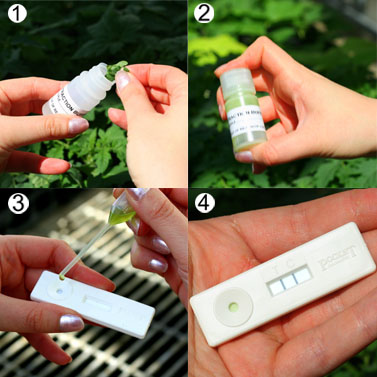 Abingdon_Health's tweet photo. We're looking for new distributors for our #PlantHealth tests. Join our network & start offering growers a rapid, in-field solution for detecting and combating #PlantDiseases
Speak with our team if you work in #PlantDiseaseManagement or #CropTesting https://t.co/0bsrw8tXEy https://t.co/nSfVGxjMAj
