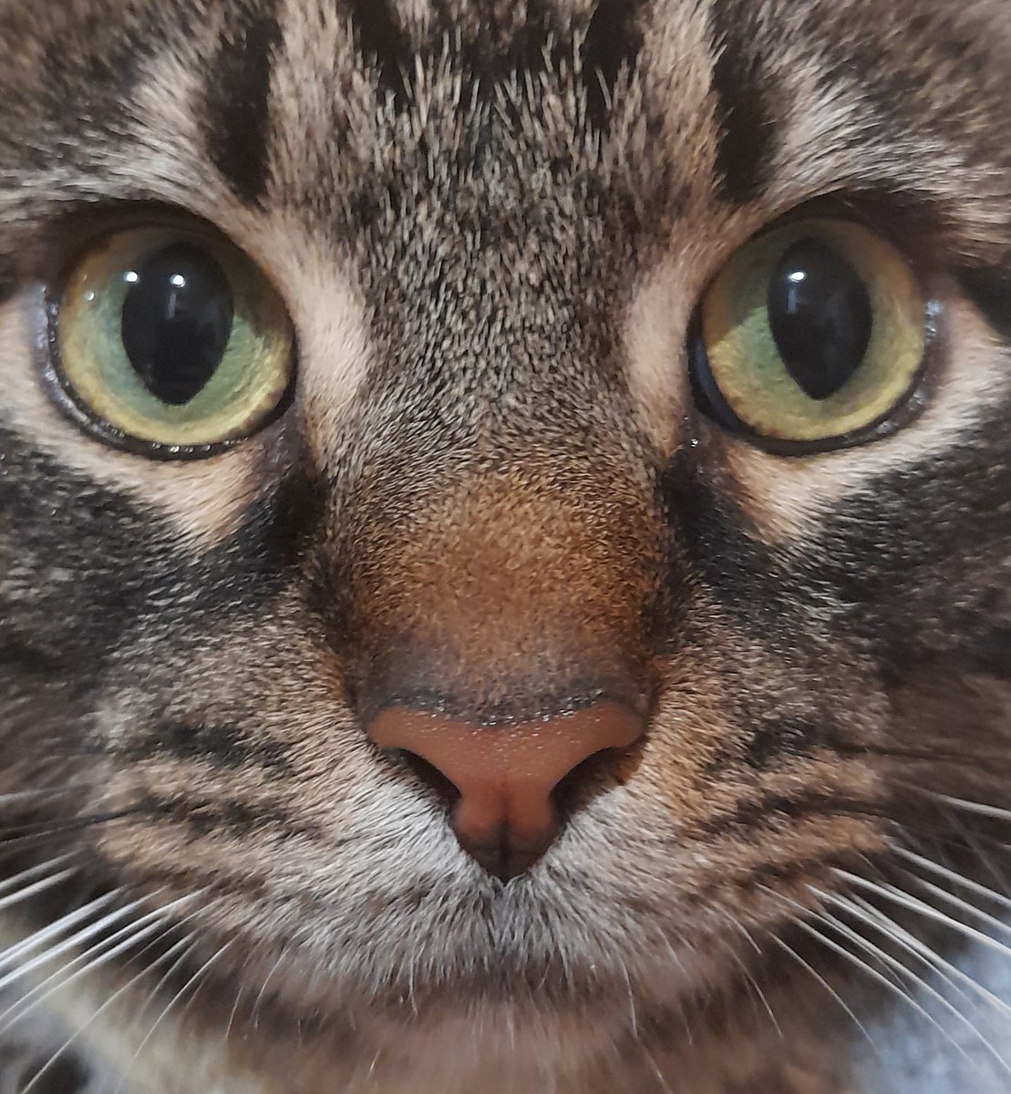 AnnieeKane's tweet photo. @PickliciousF Pickle you got wonderful eyes like me !! Yr Irish Pal TROY #modelcats @rickygervais https://t.co/gYCP1XN0pA