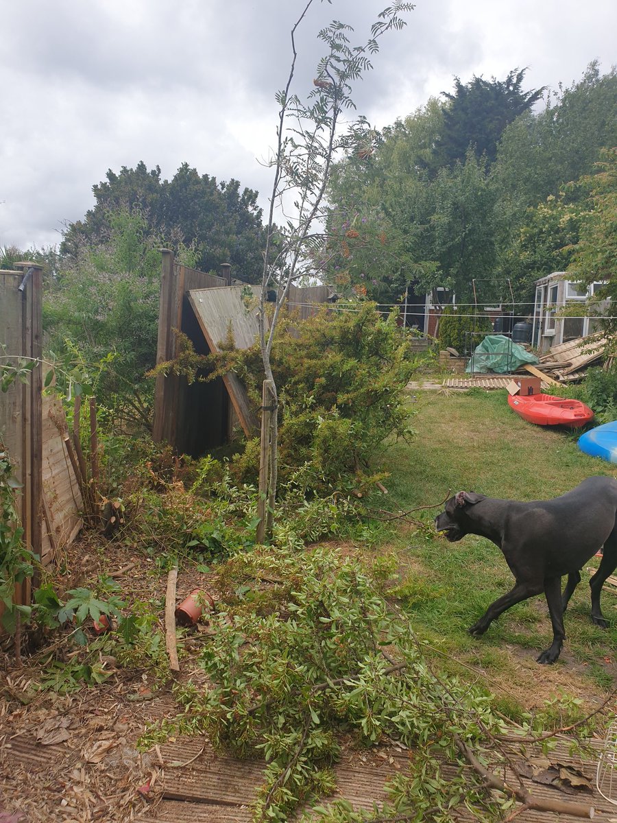 BWyartt's tweet photo. Sorry havent been live on #twitch in a while. Still got alot to do while the weather is good! #fence #garden #gardening #dog #greatdane #shed #kayak https://t.co/atCTFQnhTE