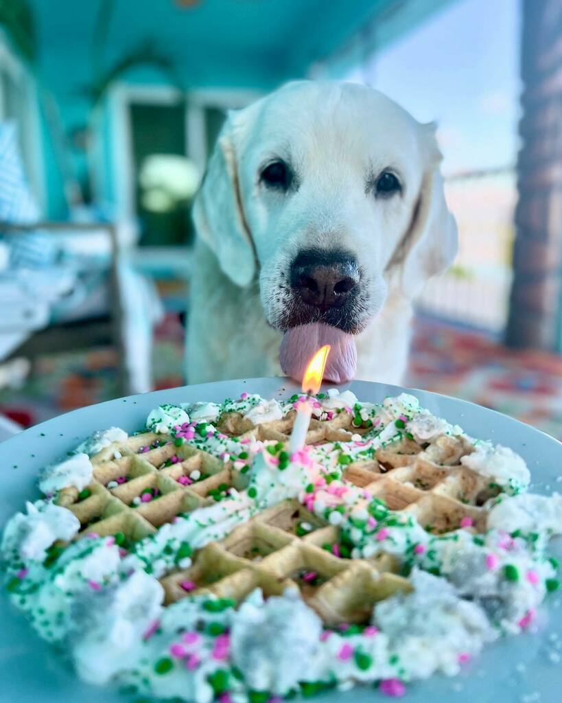 Happy 12th birthday to Chief Brody, protector of the beaches, green bean aficionado, and the best old white man any of us will ever know🤍