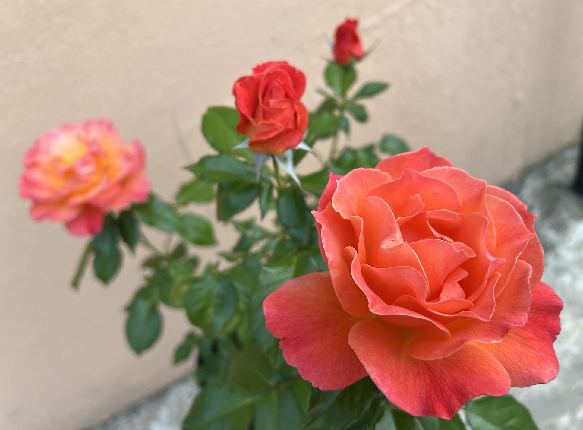 薔薇の記録しずく ロサオリエンティス Rosaorientis バラの家 Andreeve メイアン Meilland デルバール Delbard ドリュ Dorieux ギヨー Guyot デビッドオースチン Davidaustin コルデス Koroes タンタウ Rosentantau 河本バラ園 京成バラ
