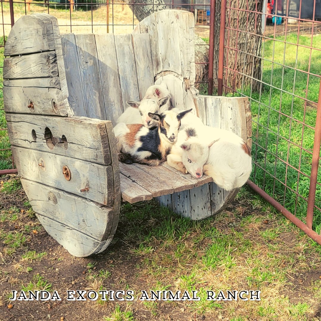 Jandaexotics's tweet photo. https://t.co/0wjXk3Qpag