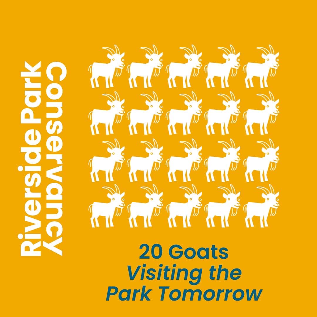MorningsideNY's tweet image. The Goats Return to Riverside morningside-alliance.org/?p=179327 at Wednesday, June 29, 2022 #communityl #featuredevents with #riversideparkconservancy