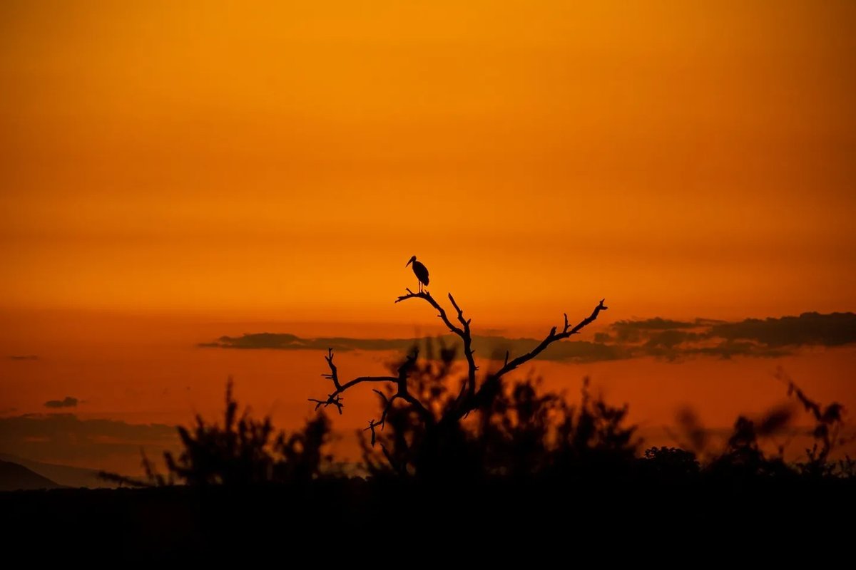 Are you looking to further immerse yourself in the African bushveld, and get a glimpse of what a career as a field guide might offer? 

Look no further than <a href="/BushwiseSA/">Bushwise Field Guides</a> 🔥
bit.ly/3QS2NKa