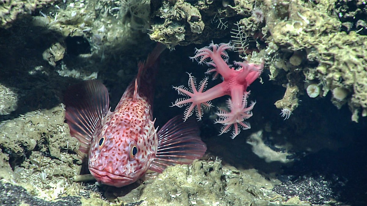 Arcadia Fund (@arcadiafund) on Twitter photo Protecting the deep sea is a key theme at #UNOceanConference2022 thanks to our grantees <a href="/DeepSeaConserve/">Deep Sea Conservation Coalition</a>, <a href="/DeepStewardship/">DOSI</a>, <a href="/FaunaFloraInt/">Fauna & Flora</a> and others #defendthedeep #saveourocean #UNOC2022 Protecting the deep sea is a key theme at #UNOceanConference2022 thanks to our grantees <a href="/DeepSeaConserve/">Deep Sea Conservation Coalition</a>, <a href="/DeepStewardship/">DOSI</a>, <a href="/FaunaFloraInt/">Fauna & Flora</a> and others #defendthedeep #saveourocean #UNOC2022
