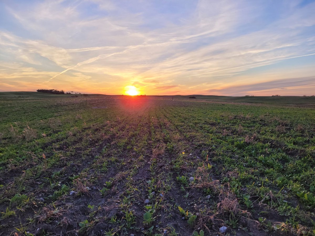 Best part of my job. Was a sweet evening to scout some canola. Weed control coming tomorrow. Now we just need a long frost free fall.